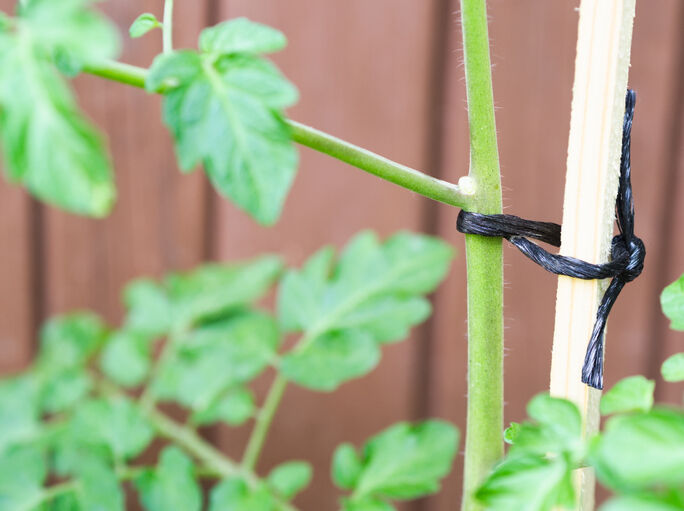 Primer plano de la planta de tomate